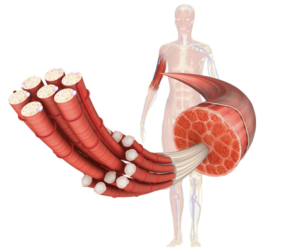 Konsumsi Protein Untuk Kesehatan Tubuh dan Otot